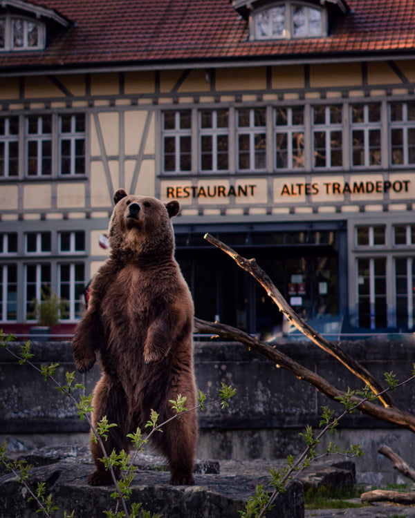 Einer der Bären steht im Bärengraben aufrecht auf seinen Hinterbeinen. Im Hintergrund ist der Eingang des Restaurant Ales Tramdepot zu sehen.